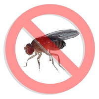 3 cách diệt ruồi không tốn một xu mà cực hiệu quả