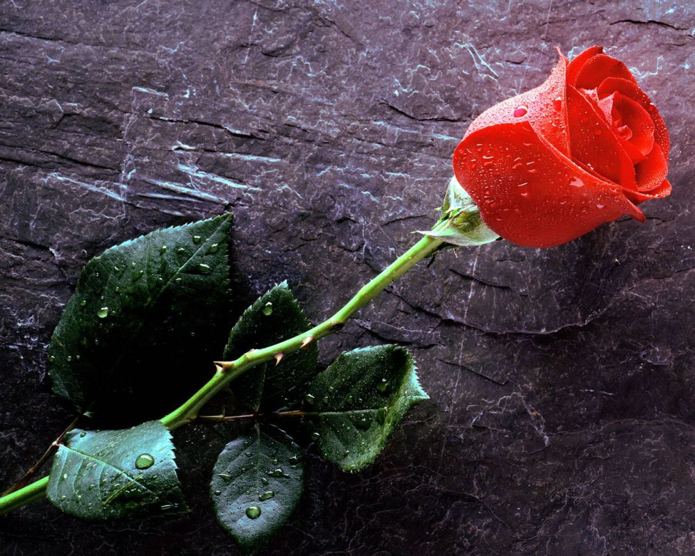 hãy nâng niu tình yêu từ gai hoa hồng