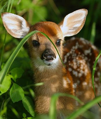 Những hình ảnh đẹp về động vật hoang dã ấn tượng nhất 13