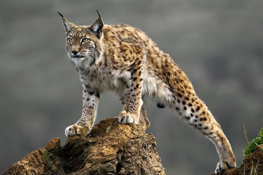 Những hình ảnh đẹp về động vật hoang dã ấn tượng nhất 15