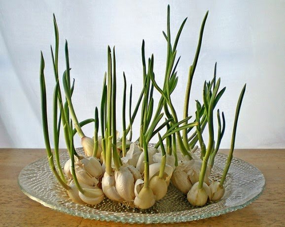 
                        8 loại rau củ có thể trồng ngay tại nhà từ những thân gốc bỏ đi
                     1