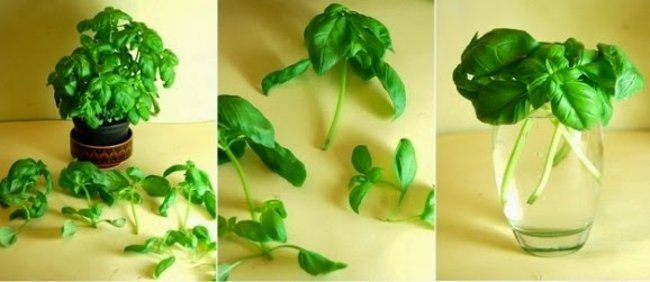
                        8 loại rau củ có thể trồng ngay tại nhà từ những thân gốc bỏ đi
                     4