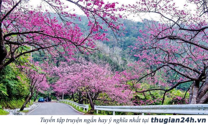 Những mùa hoa đẹp nhất, hấp dẫn nhất ở Việt Nam nên check in một lần trong đời 8