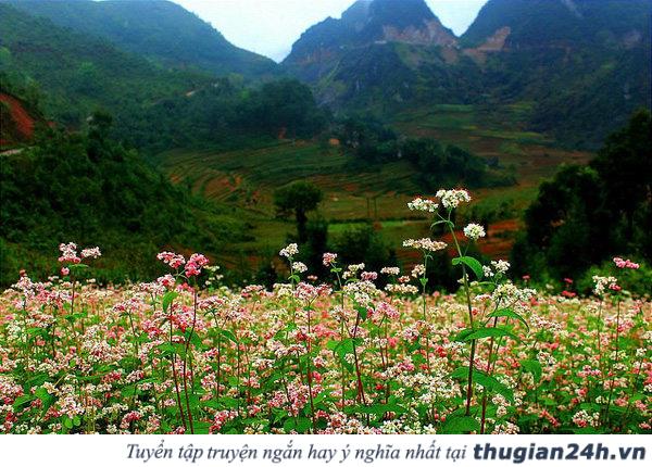 Những mùa hoa đẹp nhất, hấp dẫn nhất ở Việt Nam nên check in một lần trong đời 11