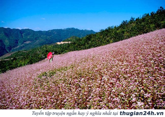 Những mùa hoa đẹp nhất, hấp dẫn nhất ở Việt Nam nên check in một lần trong đời 12
